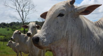 Goiás deve movimentar R$ 23,7 bilhões com bovinocultura em 2026